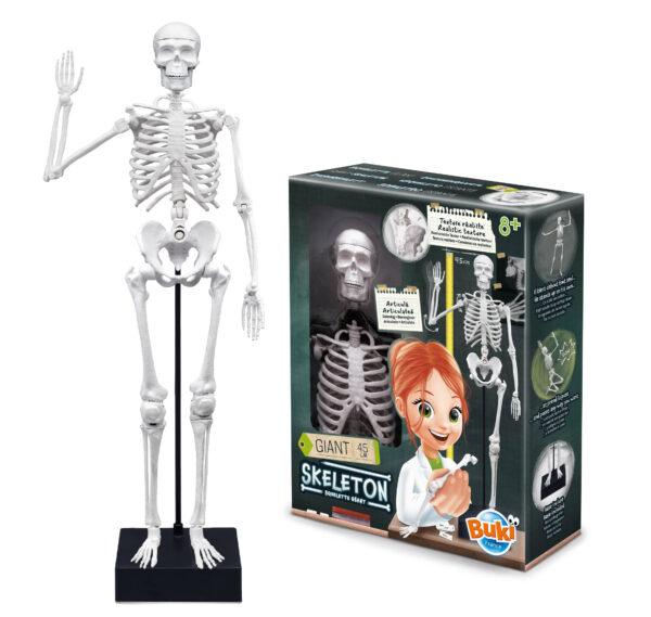 Skelet – Buki Skelet – Buki