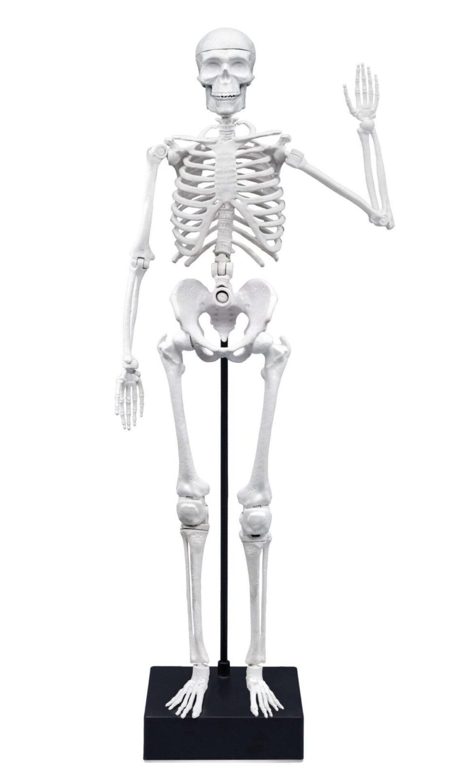 Skelet – Buki Skelet – Buki