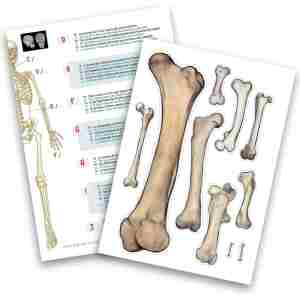 Skelet – Buki Skelet – Buki - Slika 5