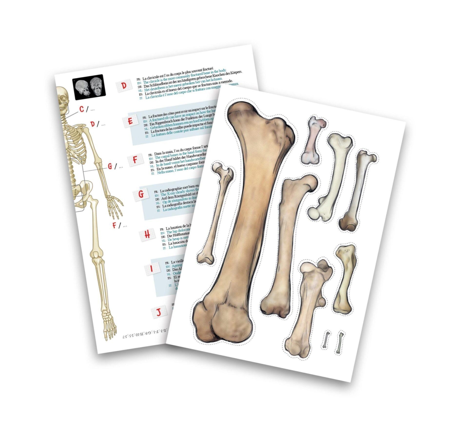 Skelet – Buki Skelet – Buki