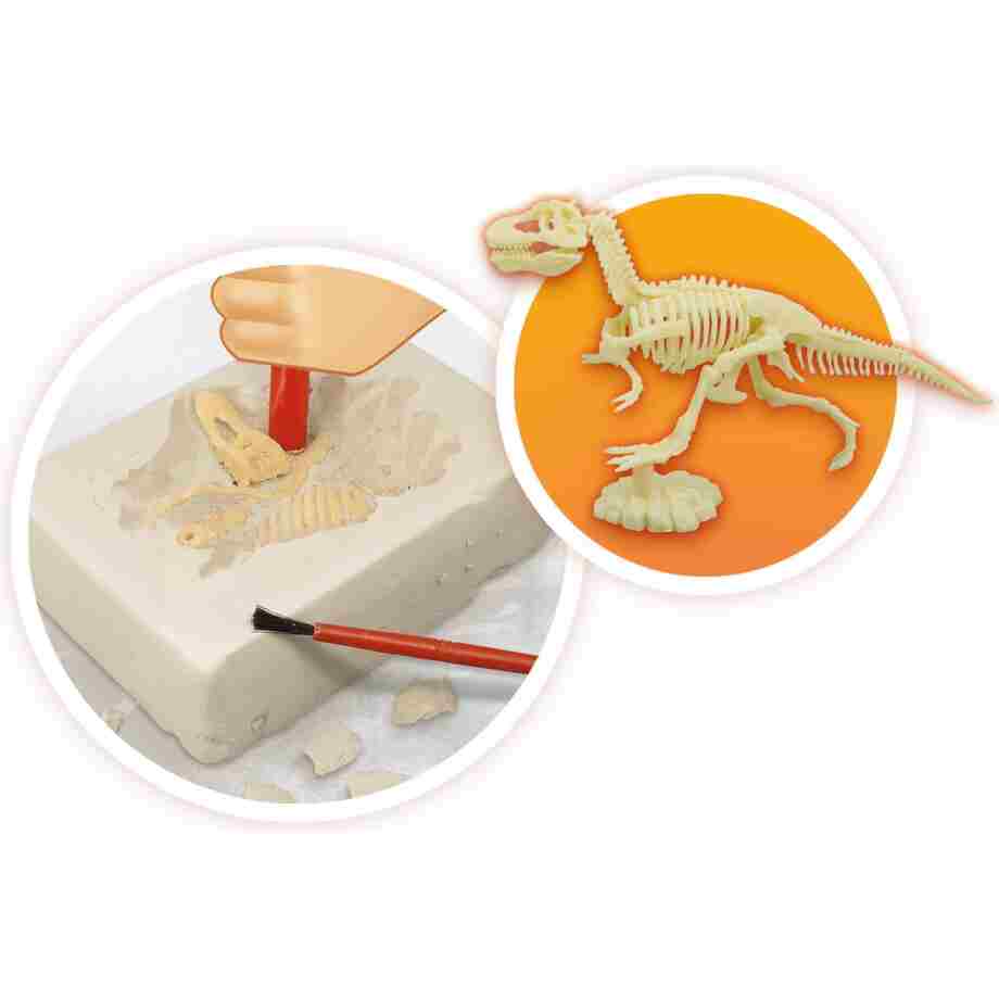 2224 zoom DINO