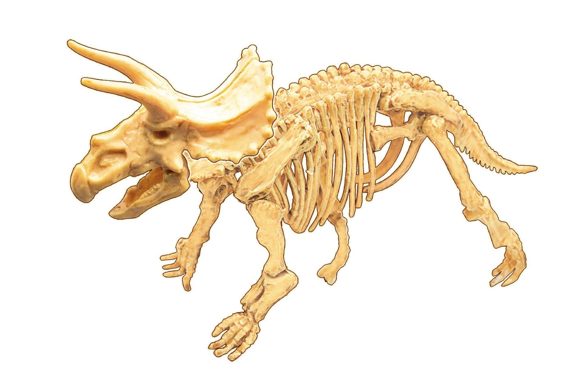 Buki Dino iskopina triceratops Buki Dino iskopina triceratops