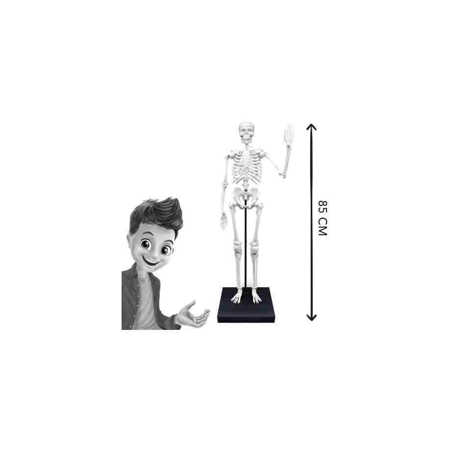 Skelet 85 cm Buki Skelet 85 cm Buki